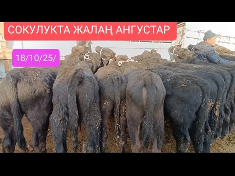 Видео: ТОРПОКТОР БУКАЛАР ЖАШ МУЗООЛОР ТАРТЫЛГАН ТАСМА СОКУЛУК МАЛ БАЗАР 18/10/25/