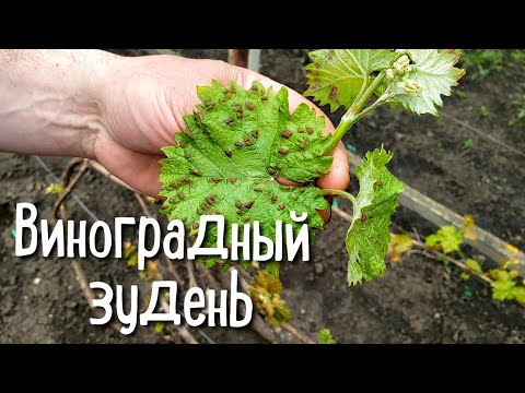 Видео: Виноградный зудень (войлочный клещ). Борьба с вредителем