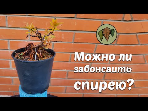 Видео: Можно ли забонсаить спирею?