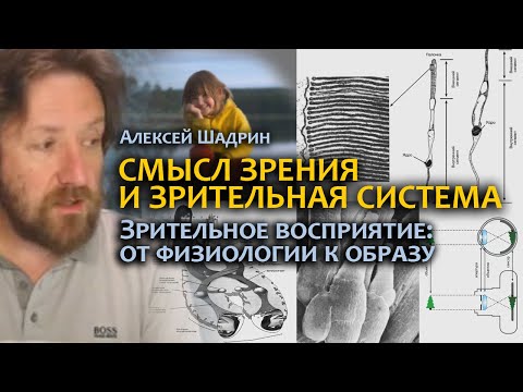 Видео: Зрение человека. ЗРИТЕЛЬНОЕ ВОСПРИЯТИЕ: как устроено? Зрение и зрительная система глаза.