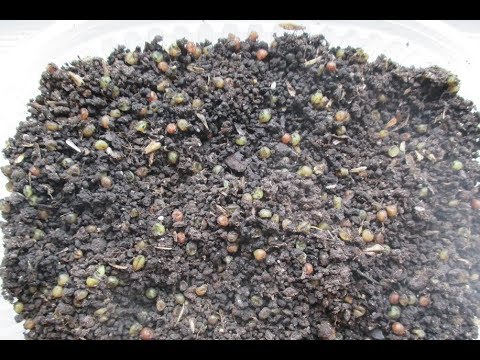 Видео: Разведение Дендробены.  Приготовление субстрата и заселение коконов .