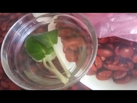 Видео: СТОП ОШИБКИ !!!!ПОГИБАЕТ ФИАЛКА ПОСЛЕ ПЕРЕСАДКИ !!!!