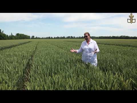 Видео: Селекция сортов с максимальной урожайностью.