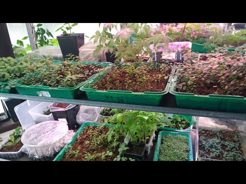 Видео: Как выращивать голубику в лаборатории