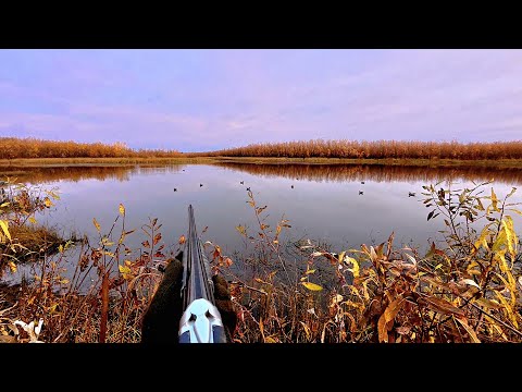 Видео: Утка Прёт, Только Заряжай. Отличная Охота с Чучелами Осень 2025г.