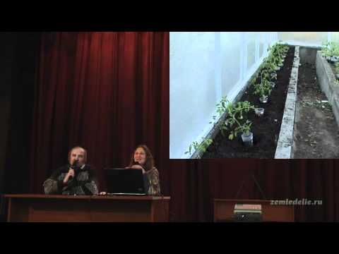 Видео: Выращивание томатов