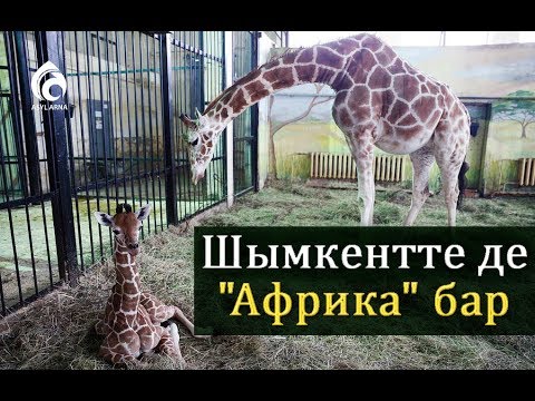 Видео: Шымкент хайуанаттар бағы