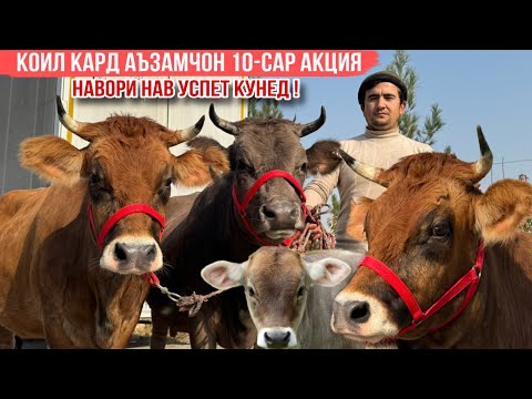 Видео: 😳ҚОИЛ КАРД 10-САР МОЛҲОИ ХЕЛЕ АРЗОН УСПЕТ КУНЕД 12 ноября 2025 г.