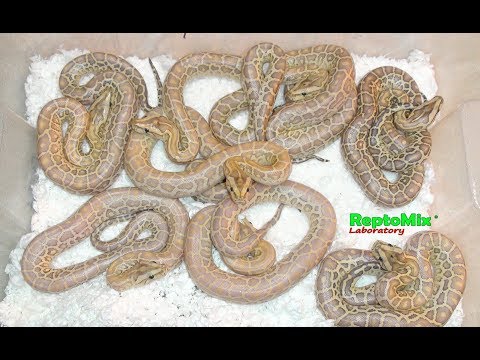 Видео: Python molurus bivittatus Ivory, Hypo Красивые змеи: тигровые питоны разных морф.