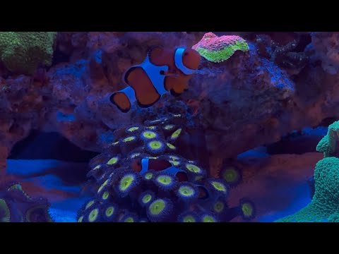 Видео: Морской дневник 17 августа 2025