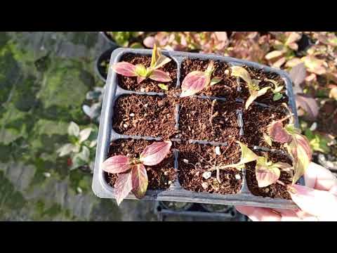 Видео: 10/11-25. Обзор моих растений 🪴 в ноябре 💦