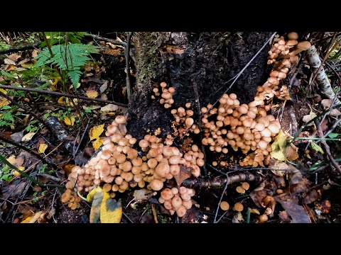 Видео: Опята.Сбор опят.Многие грибники позавидуют.