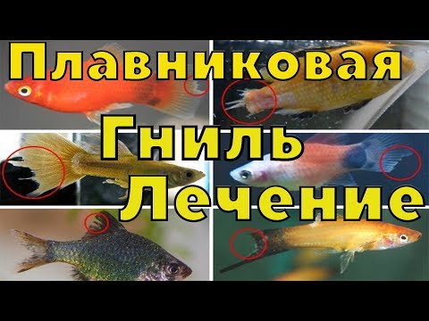 Видео: Купил рыб с плавниковой гнилью, лечение