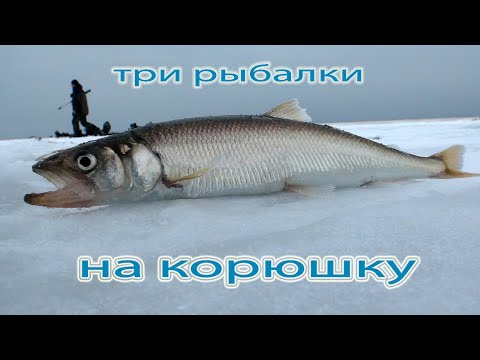 Видео: Три рыбалки на корюшку