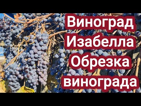 Видео: Виноград Изабелла. Способы обрезки.