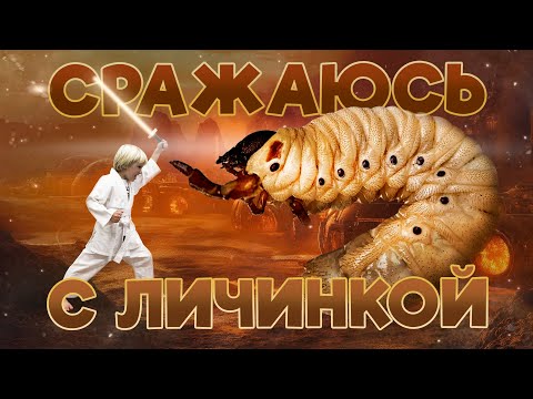 Видео: Сражаюсь с личинкой жука Голиафа / Fighting a Goliath Beetle Larva #личинка #жук #голиаф