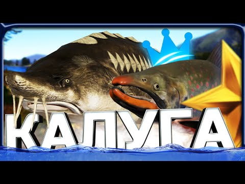 Видео: РР4 ОГРОМНАЯ КАЛУГА и РЕДКИЙ ТРОФЕЙ МАЛЬМЫ на РЕКЕ ЯМА!