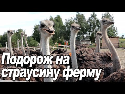 Видео: Подорож на страусину ферму в Ясногородці