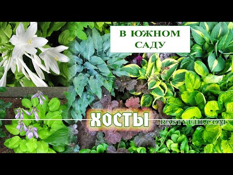 Видео: Хосты в южном саду. Обзор моих хост. Болезни хосты.