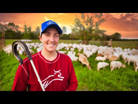 Видео: Заработок на разведении овец [Полное руководство]