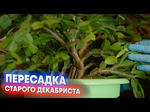 Видео: Пересадка старого декабриста
