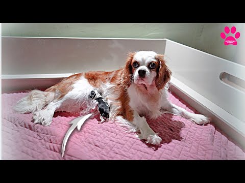 Видео: Материнский инстинкт у собаки включился только через 30 часов!