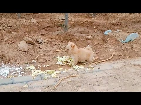 Видео: Маленькая бездомная собака следовала за людьми, которых он видел