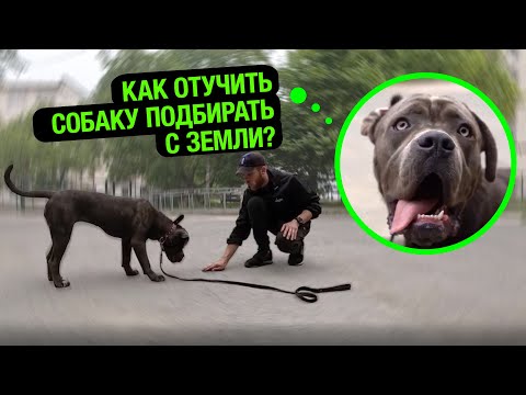 Видео: Как отучить собаку подбирать с земли?!/ КАНЕ-КОРСО