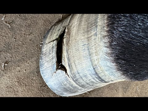 Видео: ОГРОМНАЯ ЗИЯЮЩАЯ ДЫРА в КОПЫТЕ