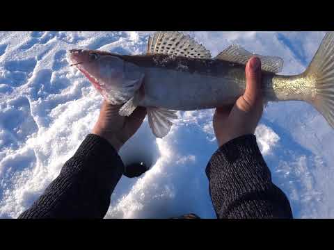Видео: Весенний судак ! Вот он , почти трофейный судак ! Уха на водоеме ! Часть 2 !