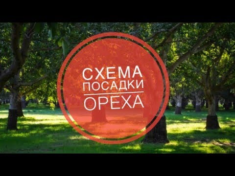 Видео: Схема посадки грецкого ореха. На каком расстоянии сажать орех?
