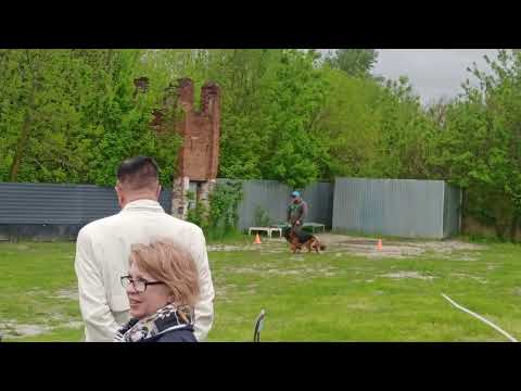 Видео: Монопородная выставка немецких овчарок. Ростов-на-Дону, 30.04.23. Проверка рабочих качеств.