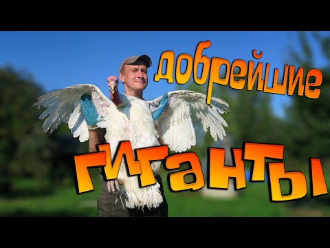 Видео: ПОСМОТРИ В ГЛАЗА КОЛБАСЕ (шутка))