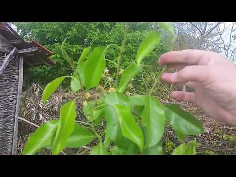 Видео: Прищипване и прореждане филизи