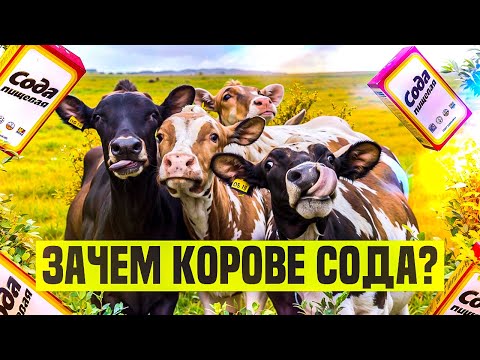 Видео: Зачем корове сода?