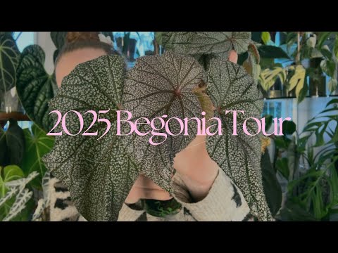 Видео: Экскурсия по коллекции бегоний 2025 года 💖