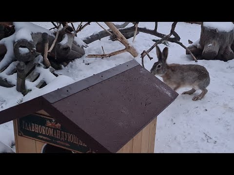 Видео: Заяц ПРОТИВ! Уберите дом! / How the main hare's house was built