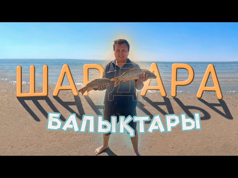 Видео: ШАРДАРА кайнады , САЗАН жақсы тартты. СУПЕР рыбалка на  САЗАНА в ШАРДАРЕ