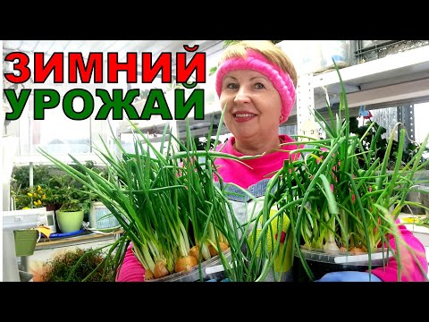 Видео: Кто не верил в посадку лука в 2 этажа? Посмотрите результат через 20 дней