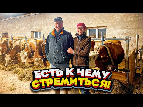 Видео: Современная ферма. Породистые коровы из Германии | Молодая Ферма