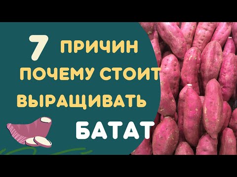 Видео: Семь причин почему стоит выращивать батат. Анонс "Школа бататовода"