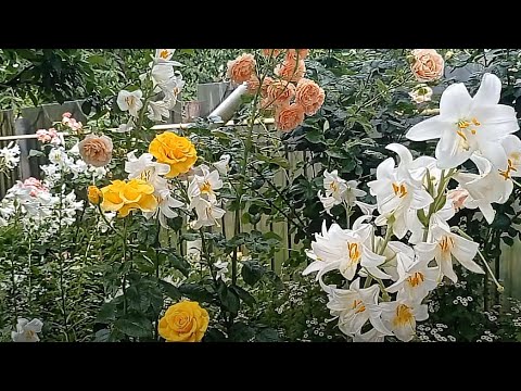 Видео: САД после тревожной и  грозовой ночи.