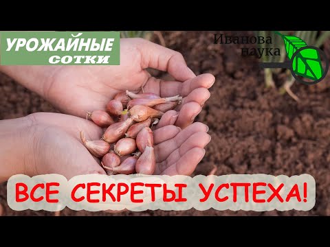 Видео: КОГДА И КАК ВЫСАЖИВАТЬ ЛУК СЕВОК под зиму. ВСЁ, что надо знать о севке!
