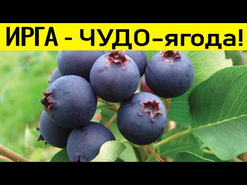 Видео: ПОЛЬЗА ИРГИ