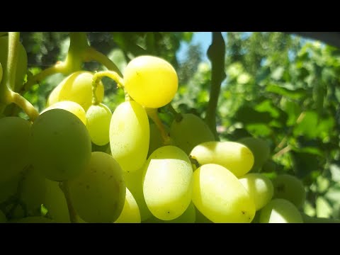 Видео: УЗУМЛАРНИ АРИ ВА КУШЛАРДАН.  САКЛАШ