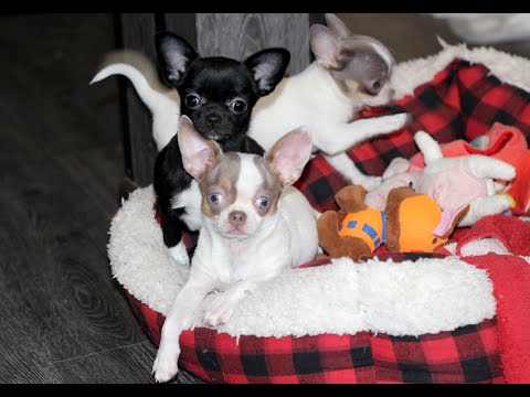 Видео: Как Выбирают щенка чихуахуа в питомнике @ Chihuahua puppy