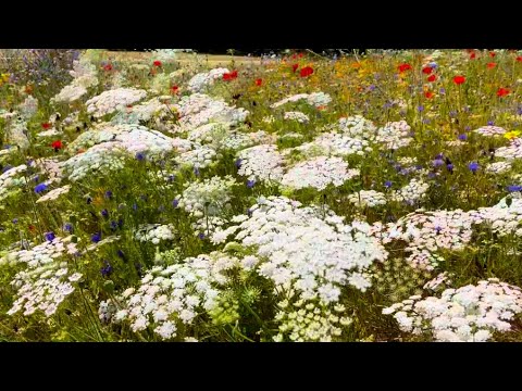 Видео: Лондон Сады Хамптон Корт 2024  (Часть 1 ) - London Hampton Court 2024 #london  #flowers #garden