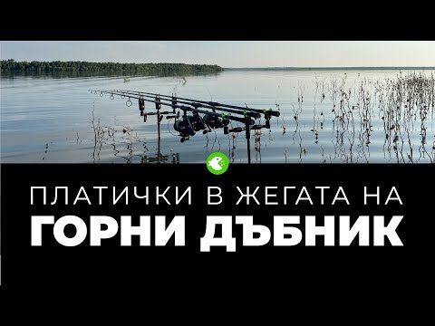 Видео: ПЛАТИЧКИ В ЖЕГАТА НА ГОРНИ ДЪБНИК