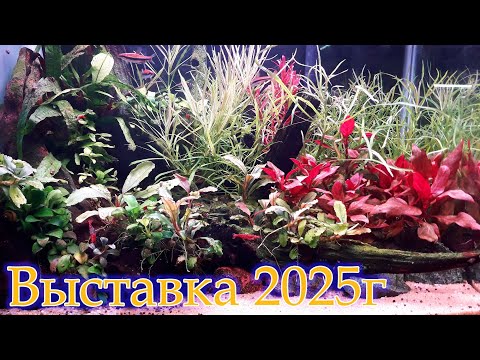 Видео: Выставка аквариумных рыбок. 2025 год