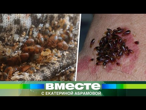 Видео: Франция кишит клопами. Мигранты и антисанитария довели страну до отчаяния